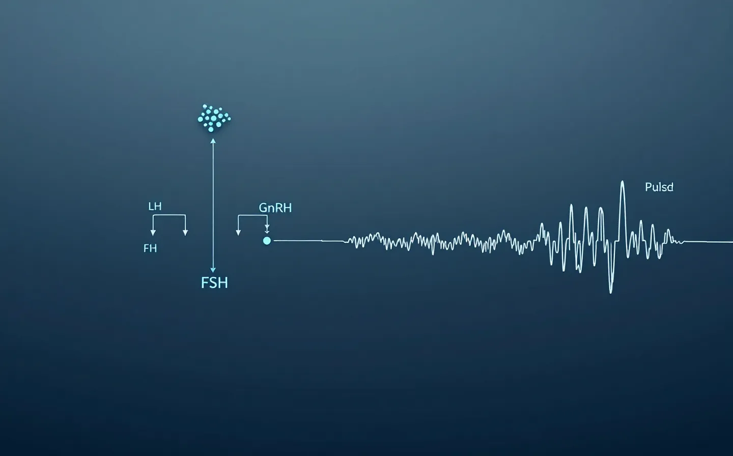 A top-down kisspeptin-to-GnRH-to-pituitary-to-gonad cascade beside a damping LH-pulse trace, in pulse-cyan on cold slate